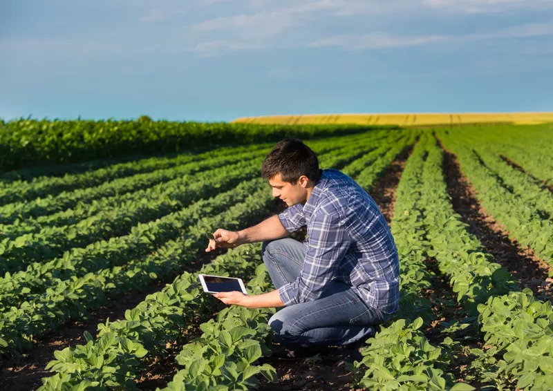 agriculture employee sampling plant leaves in crop rows