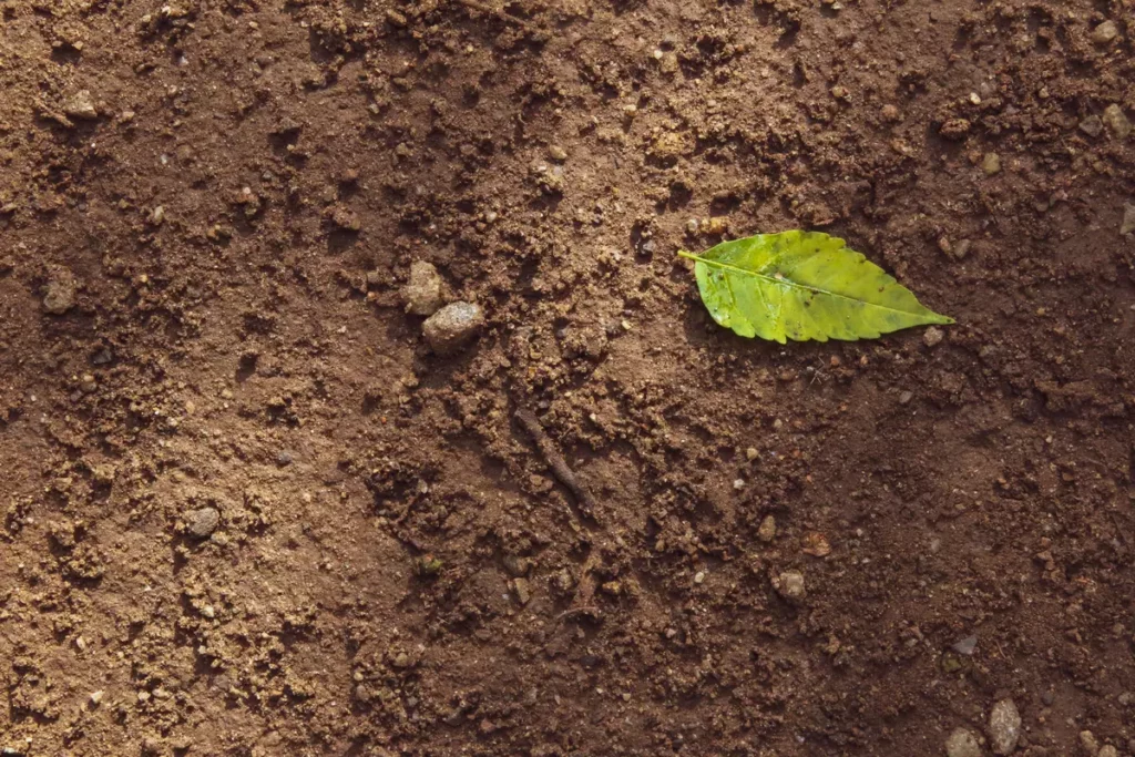 Soil with a single green leaf
